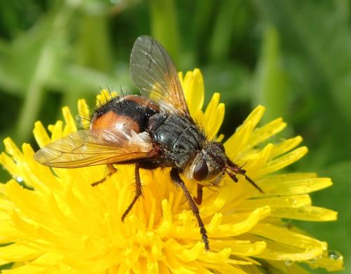 Réf. 267 575 : Tachina fera